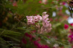 west loch park bougainvillea maternity