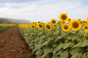 ALP_9571