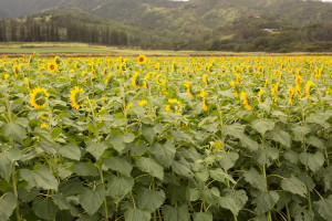 ALP_9579