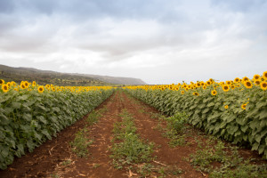 ALP_9593