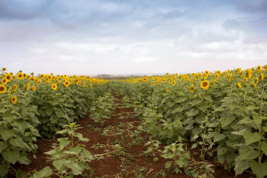 ALP_9689
