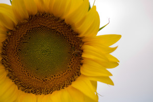ALP_9707