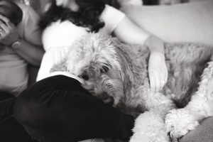 doodle dog laying on moms lap