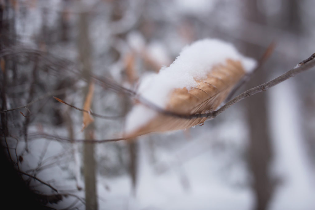 snowy leaf in brunswick maine