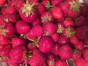 fairwind farms strawberries