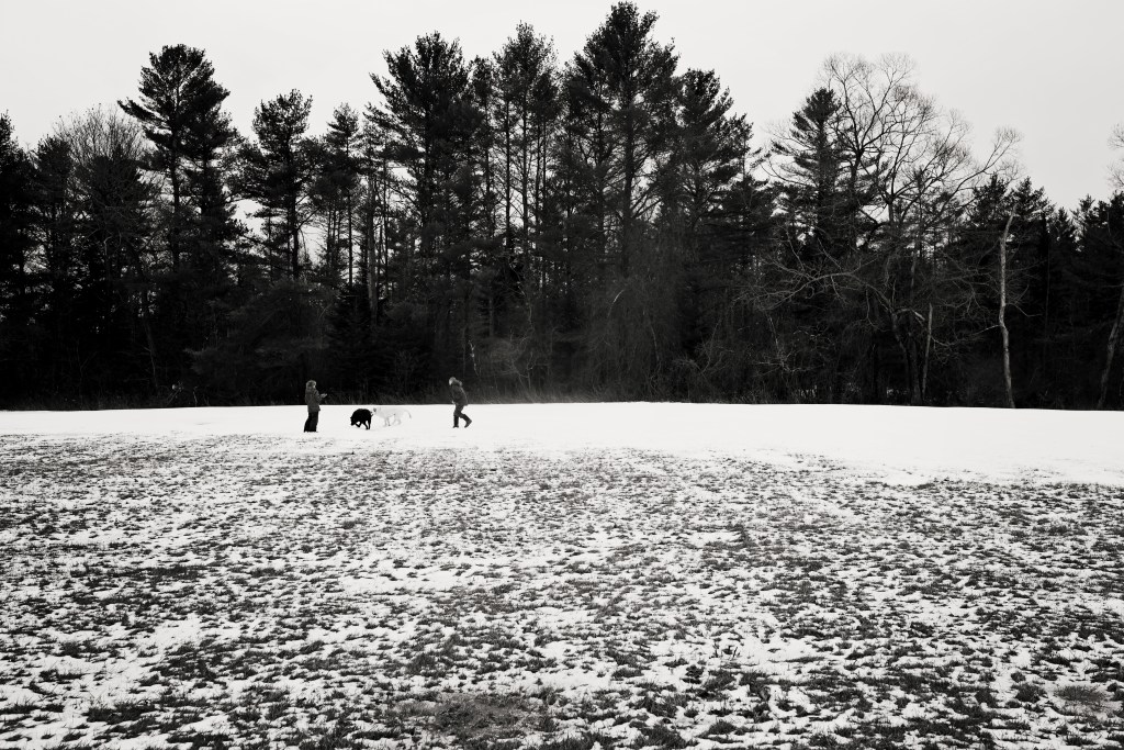 kids and dogs play in snow